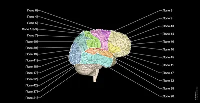 Самый большой мозг по отношению к размеру тела - АЗЕРТАДЖ