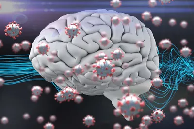 Мозг - Анатомия человека | Kenhub - YouTube