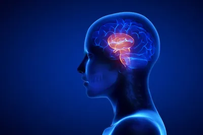 Мозг Головной Мозг Анатомия — стоковые фотографии и другие картинки Мозг  человека - Мозг человека, Полушарие, Голова человека - iStock