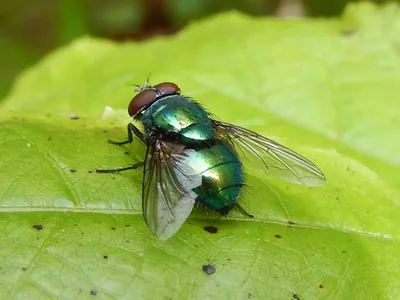 Обыкновенная муха. Пять глаз и совершенное строение крыла. Этому насекомому  есть чем удивить. | Живой уголок на Дзене | Дзен