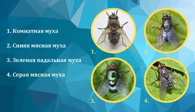 Тихая убийца из Африки - муха цеце. Как выглядит, чем опасна и где обитает  ? | Флора и Фауна✓ | Дзен