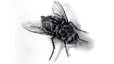 Как избавиться от мух, борьба с мухами в помещениях.