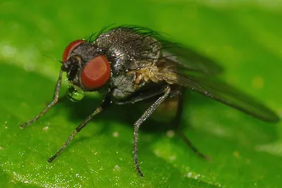 Синантропные мухи - личинки и яйца мух