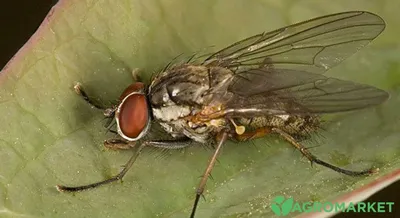 Серая мясная муха (Sarcophaga carnaria) - Picture Insect
