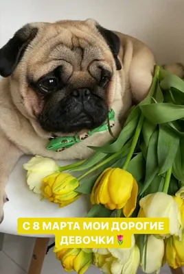 🌷Прикольное поздравление с 8 Марта 🌷 Музыкальная видео открытка 🌷 -  YouTube