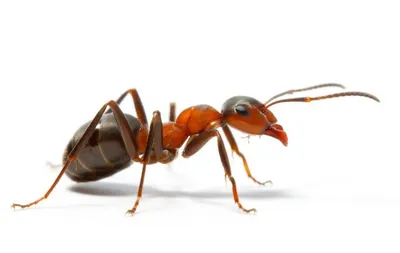 Чем слышит муравей? | Пикабу