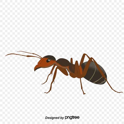 AntPlanet. Каталог муравьёв | Polyrhachis rastellata (Чёрный муравей-ткач).