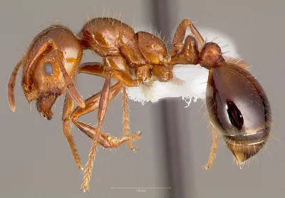Животное муравей - 72 фото