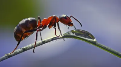 Черный муравей-солдат | GROUNDED Вики | Fandom