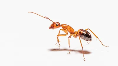 Купить муравьёв жнецов с маткой Messor structor недорого c бесплатной  доставкой