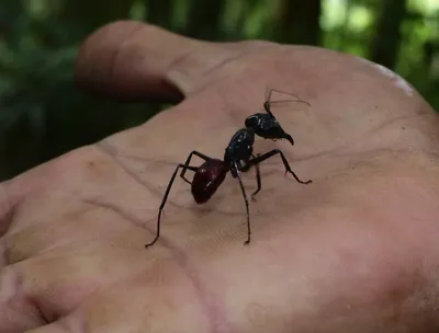 Гигантский лесной муравей: Кодекс чести муравьёв-воинов. Эти огромные  суперсолдаты научились уважать своего противника! | Книга животных | Дзен