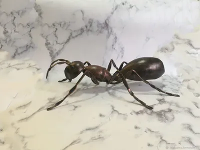 Азиатский муравей-портной (Oecophylla smaragdina) - Picture Insect