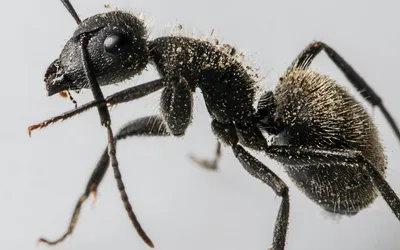 Как избавиться от муравьев в доме: 15 эффективных средств
