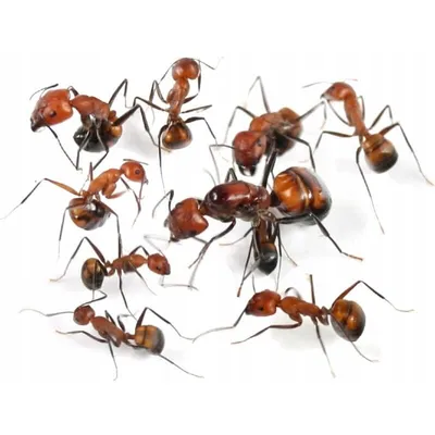 Серебряный муравей один из самых быстрых существ на планете | Любопытный  следопыт | Дзен