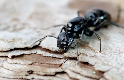 Даже муравей уповает на Бога! | islam.ru