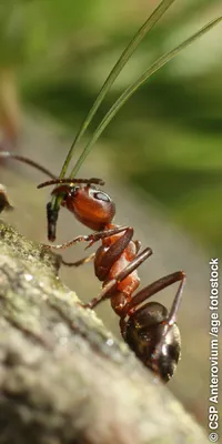 Совсем один: как будет жить муравей-одиночка без муравейника и сородичей? |  Простые вещи | Дзен