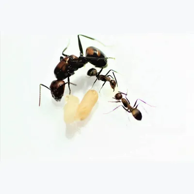 Брошь муравей купить в интернет магазине в Москве