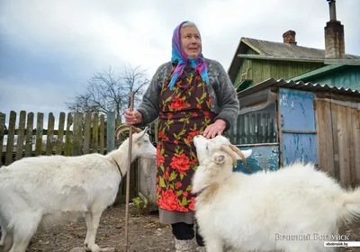 Кочкоры по $15-20 тыс — выставка племенных баранов проходит в КР. Видео -  18.09.2021, Sputnik Кыргызстан