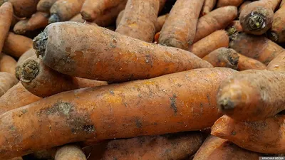 Удивительная правда о моркови: вот что нужно знать перед покупкой |  28.06.2022, ИноСМИ