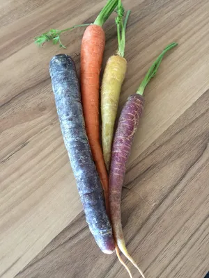 Как выращивать морковь: от посева семян до высадки рассады - Good Harvest |  Семена | Удобрения | Средства защиты растений