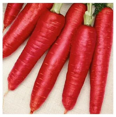 морковь сексуальная стоковое фото. изображение насчитывающей свежесть -  20899868