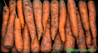 свежая морковь овощная наклейка изображение PNG , морковь иллюстрация,  органические овощи, морковь свежие овощи PNG картинки и пнг рисунок для  бесплатной загрузки