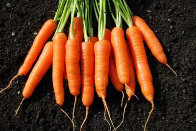 Самые сладкие сорта моркови - полезные статьи о садоводстве от Agro-Market24