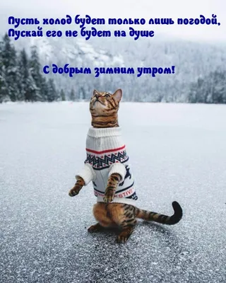 майка ( футболка) грэмпи кэт, не доброе утро, доброе утро котик, Grumpy Cat  - Минск, Беларусь