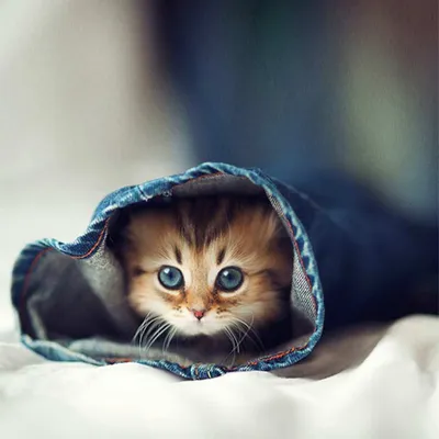 Не грусти;( | КОТЬКА Милые котики | ВКонтакте