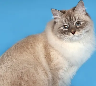 Характеристики невской маскарадной кошки, стандарты породы, вес, размер,  цвет глаз | Кошки - кто они?