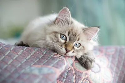 Невская маскарадная кошка: фото, характер, описание породы | РБК Life
