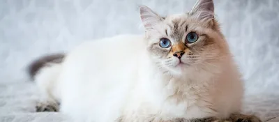 Невская маскарадная порода кошек