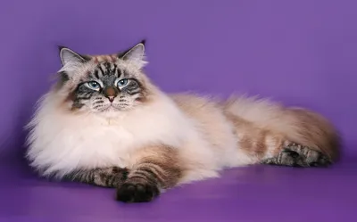 Порода кошек невская маскарадная. | Cats, Siberian cat, Cat allergies
