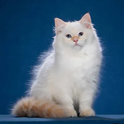 Невская маскарадная - «Как из адского котенка вырастить приличную кошку;  сравнение невской маскарадной и сибирской кошек; кошка в доме с ребенком и  аллергиком. » | отзывы