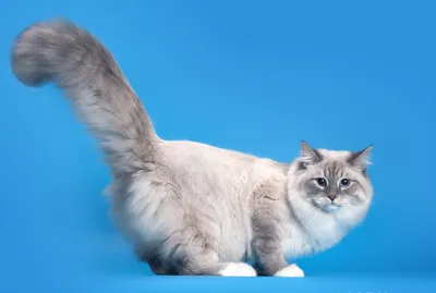 Невская Маскарадная кошка, Породы Кошек, описание, уход - YouTube
