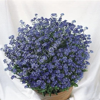 Искусственные цветы Незабудки - цветы искусственные незабудки купить на  domovitto.ru