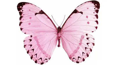 Бабочка розовая рисунок - 68 фото