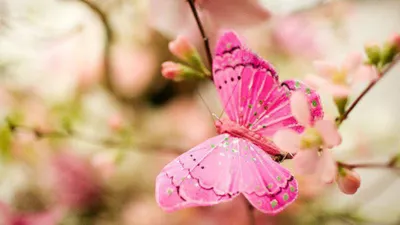 Заколки с бабочками нежно - розовые (ID#1766109548), цена: 175 ₴, купить на  Prom.ua