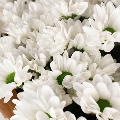 Букет \"Нежность\" из 11 белых кустовых хризантем купить с доставкой