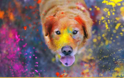 красивые картинки :: радость :: краска :: собака (собакен, песель, пес) /  картинки, гифки, прикольные комиксы, интересные статьи по теме.