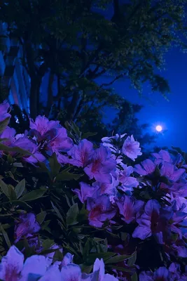 Ночные цветы картинки - 78 фото