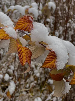 Эстетика снега ноябрь куст листья машина минимализм желтый осень | Осенние  тыквы, Осенние картинки, Осенние виды