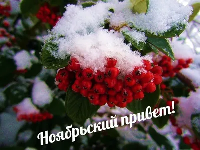 Ноябрьский осенний привет! #ноябрь #осеннийпривет #большеминуты | TikTok