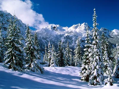 природный ландшафт в снежном лесу зимой, зима, природа, снег фон картинки и  Фото для бесплатной загрузки