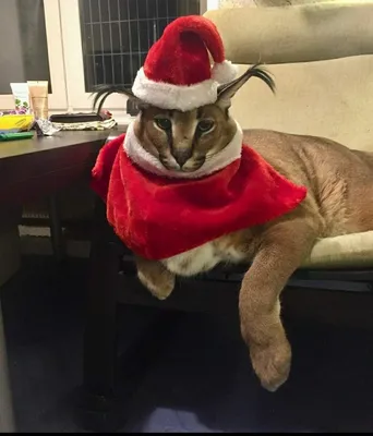 Кот в новогодней шапке - красивые фото