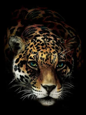 Фото обои Животные Кошки Леопард Дикая Природа 184x254 см 3Д Ягуар на  черном фоне (10148P4A)+клей купить по цене 850,00 грн