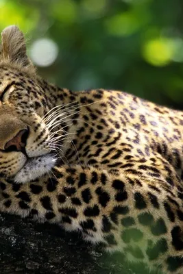 3D Обои Животных Обои Real Leopard Print Cheetah Личность Creative Фон  Стена Цифровая Печать HD Декоративные 3D Росписи От 3 572 руб. | DHgate