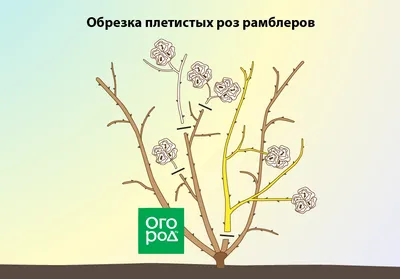 Курган И Галстук Розовый Куст Обрезка Альпинистских Роз Создание Садового  Приюта Розы На Зиму — стоковые фотографии и другие картинки Вертикальный -  iStock