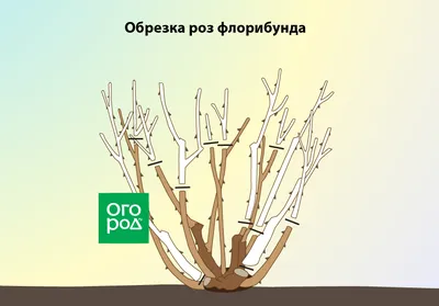 Обрезка роз весной – советы для начинающих цветоводов (с видео) | В  цветнике (Огород.ru)