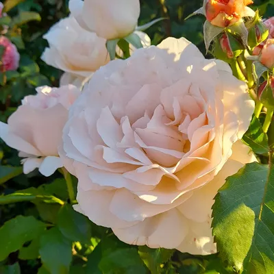 Как обрезать розы: весенняя, летняя и осенняя обрезка роз, когда лучше  обрезать и как правильно | Houzz Россия